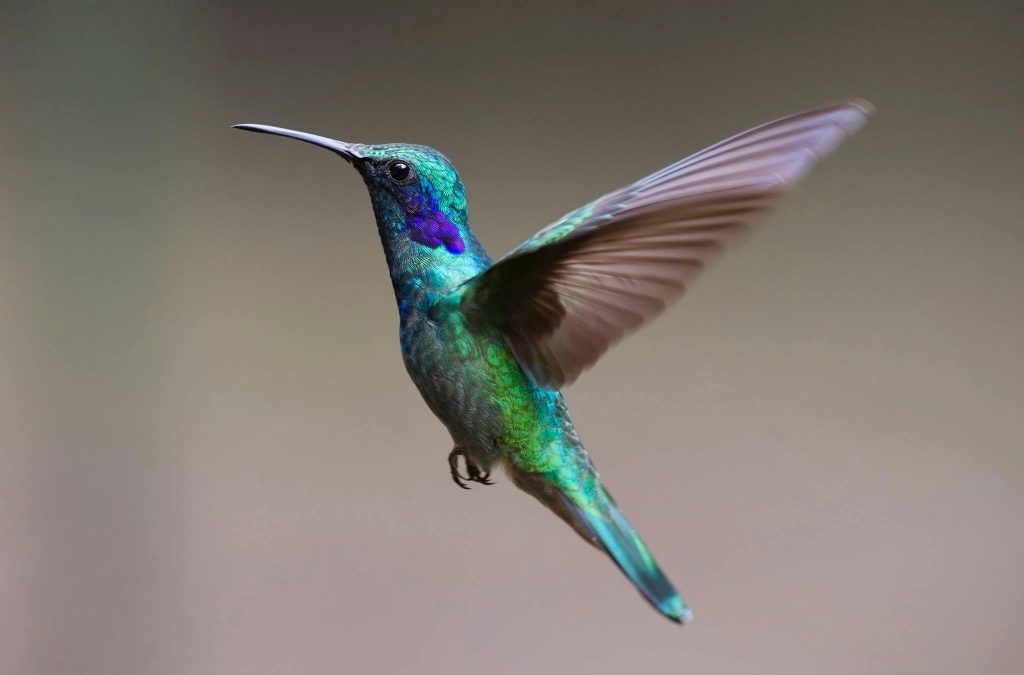 Colorful hummingbird in flight with detailed feathers and vibrant colors.